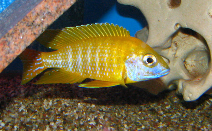 A. Benji gro$C3$9F - African Cichlid