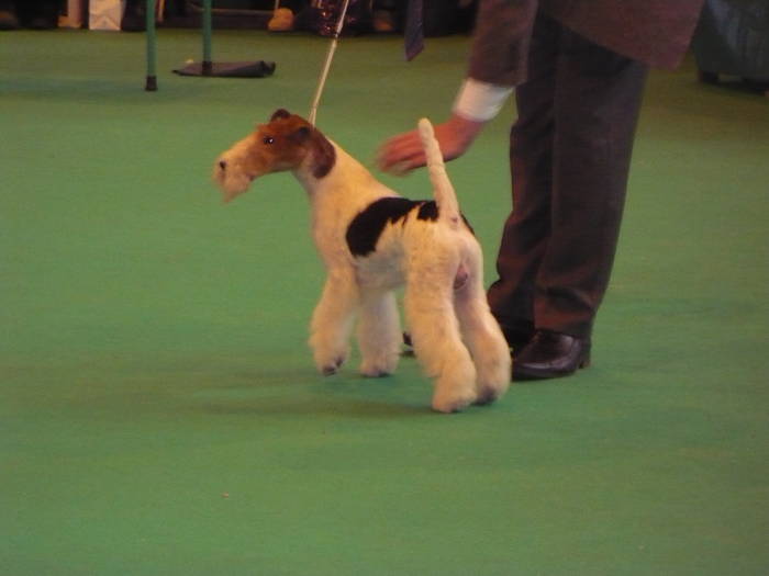 P1050523 - crufts 2009 smooth fox  and wire