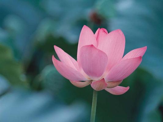 lotusflower11024