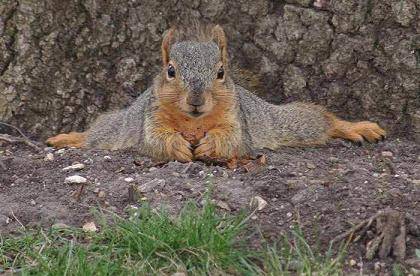 fotos-divertidas-animales-3-peq