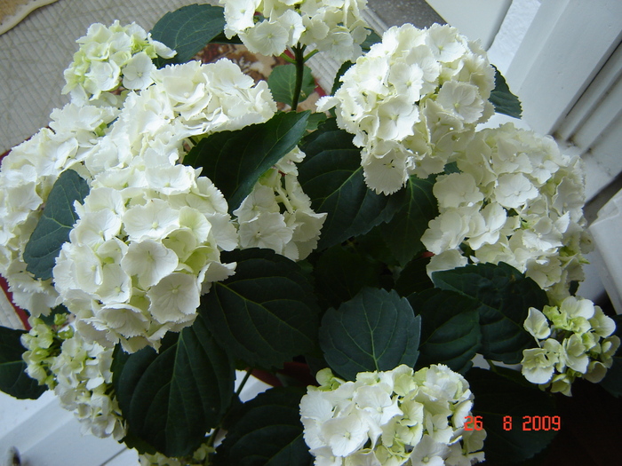 DSC02633 - flori