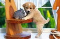 poze_m_catelus_si_iepuras[1]