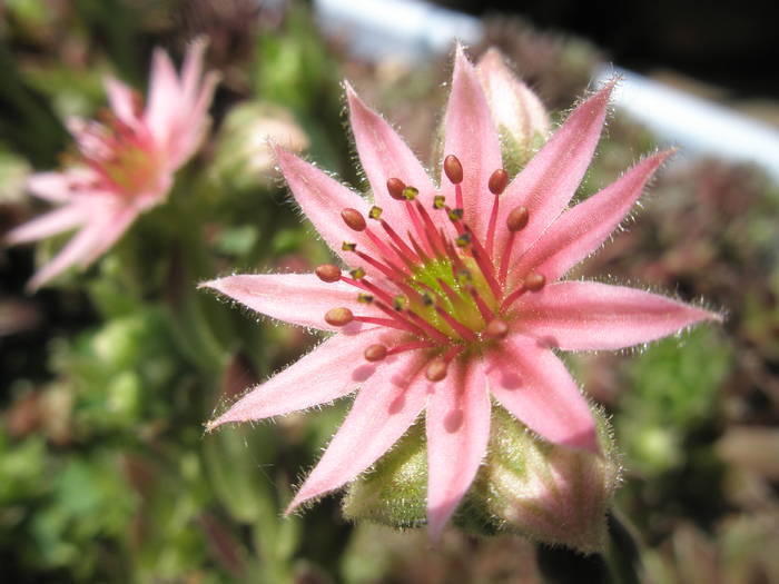Sempervivum - detaliu floare - Plante de exterior din vara 2009