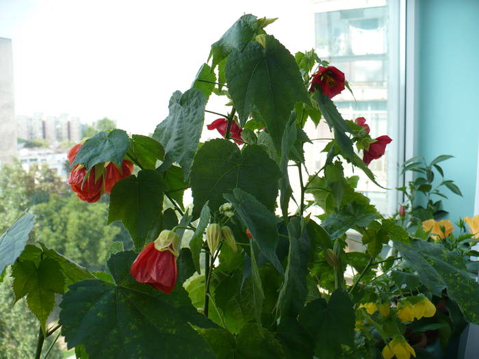 P1140502 - ABUTILONI