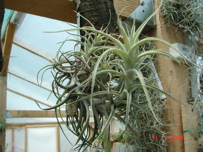 DSC05926 - Tillandsia