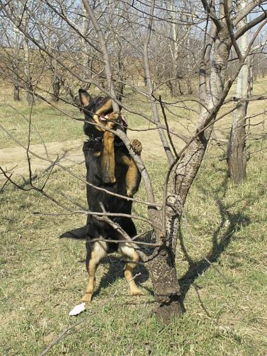 P3040036 - Nero-Rasa Beauceron