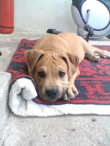 IMG00 - amstaff