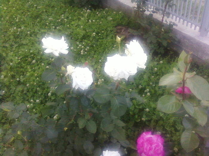 Fotografii-0048 - proprile   flori