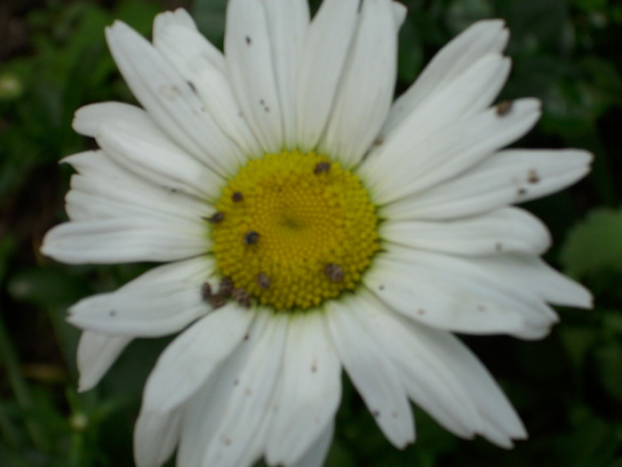 DSCI0200 - flori din gradina mea