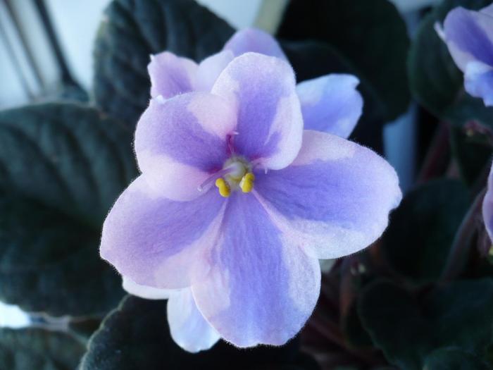 P1060084 - Violete africane