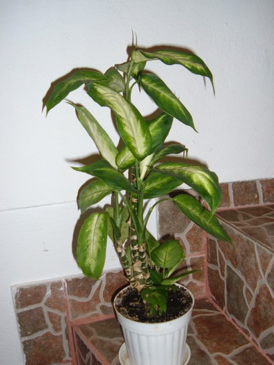 dieffenbachia 2 - decorative prin frunze