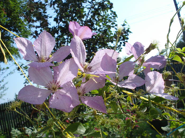 CLEMATIS