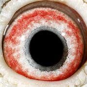 ZYNXVHSXCJTOHRCGDWD - OCHII PORUMBEILOR