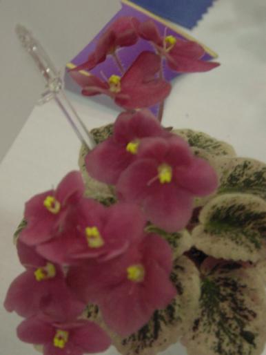 Macs_Coral_Cutie_2005avsa - violete de pe net