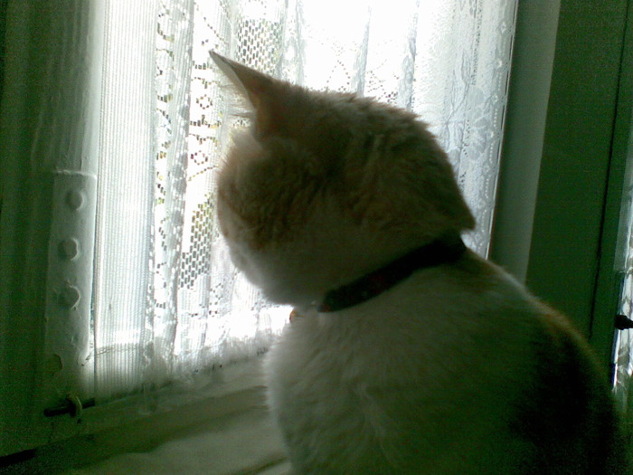 se uita pe geam - Poze cu pisicul meu
