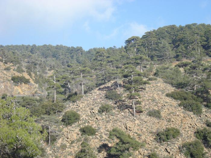 Picture 779; Troodos

