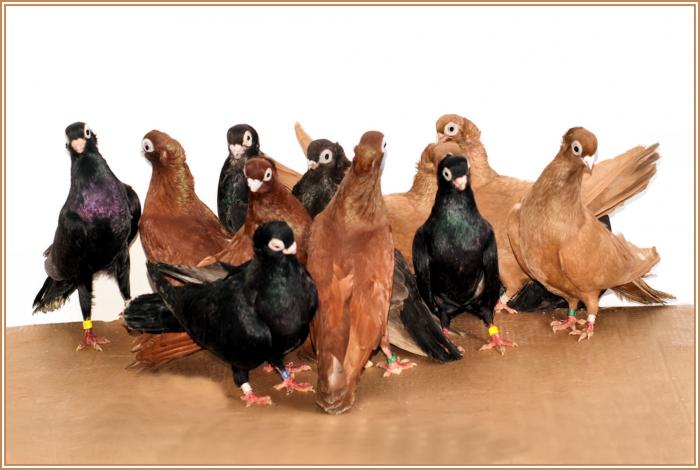 Picture 106 - jucatori de constanta