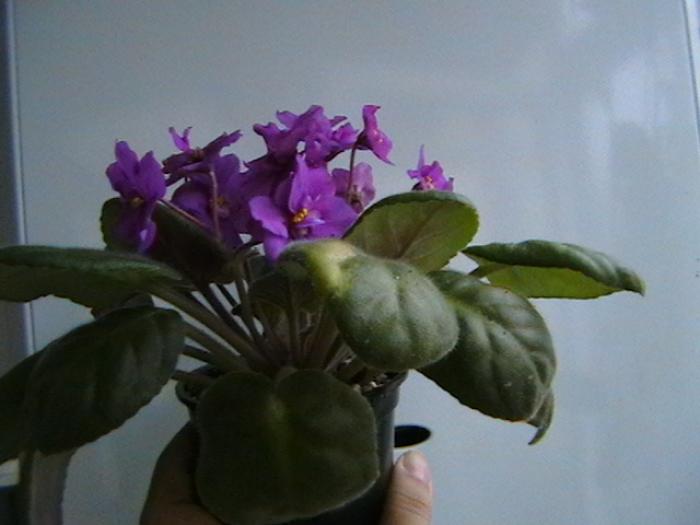 IMGA0625 - violete 2009