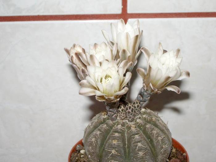 Gymnocalycium ragonesii