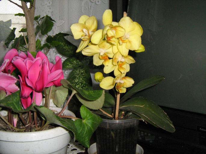 IMG_0474 - Orhidee in 2008