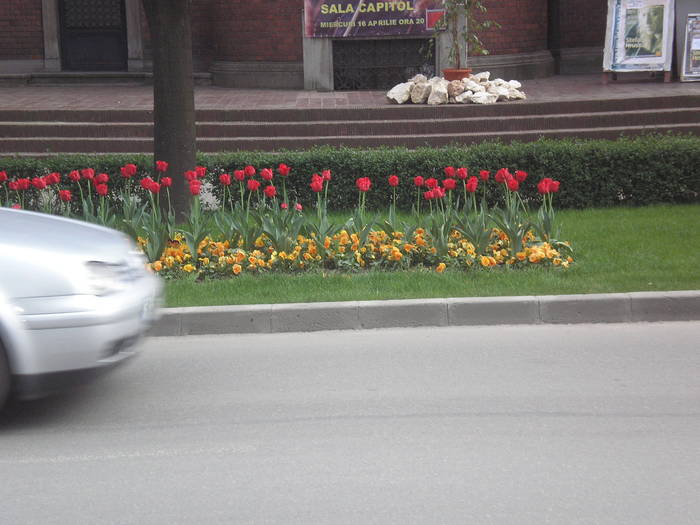 P4130243 - timisoara - centru