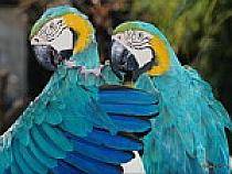 OKJFYHUSZQPBYHBNBIU - pasari