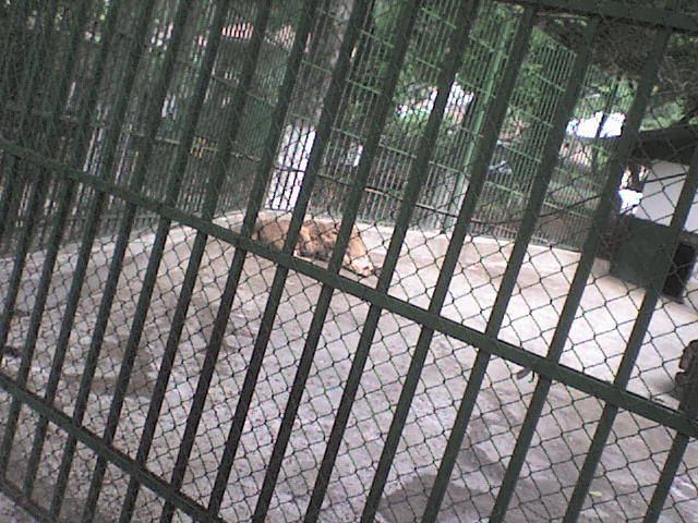 leu - poze parcul zoologic piatra neamt
