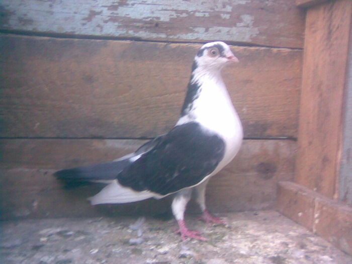 femela Data la Sorin - D- Porumbei JUCATORI DE GALATI VANDUTI Album 1