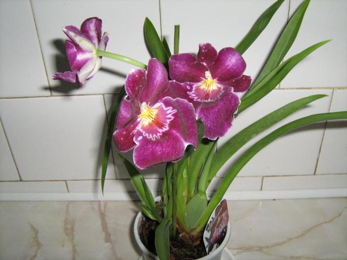 IMG_1553 - Orhidee in 2008