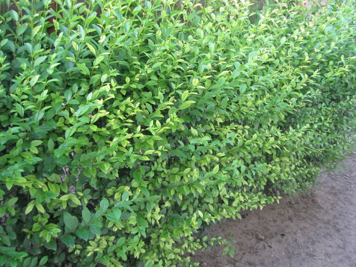 LIGUSTRUM OVALIFOLIUM - FLORI