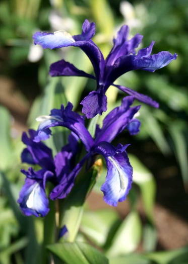 Iris_aucheri_indigo 10 - IRIS FLOWERS