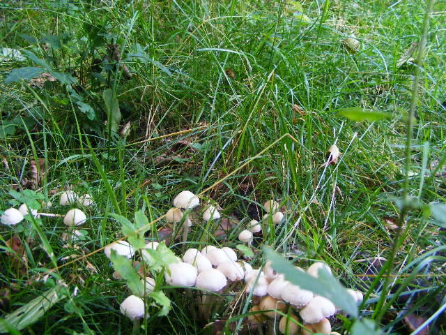 DSCF2625