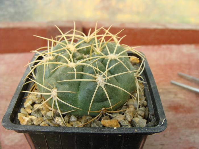 Gymnocalycium monvillei - Gymnocalicium-Mammillaria