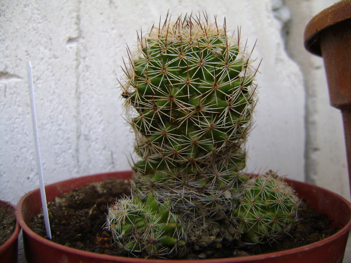 mammilaria discolor - catusi si suculente