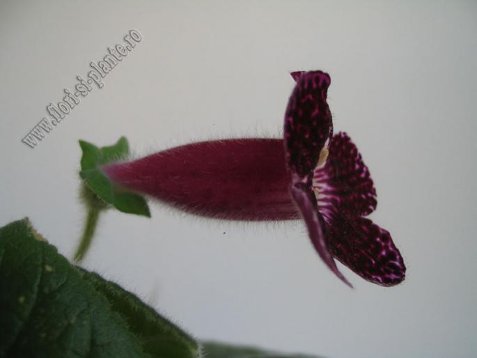 Kohleria Kapo 3