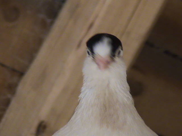 DSC01700
