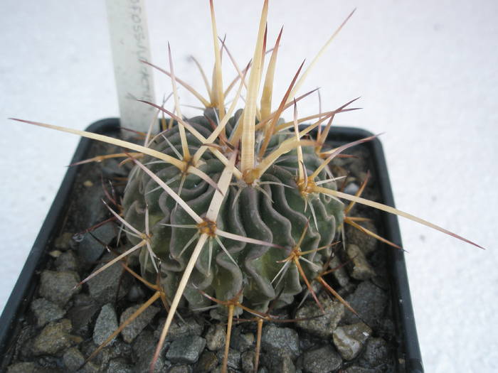 Echinofossulo nr. 1 - Echinofossulocactus
