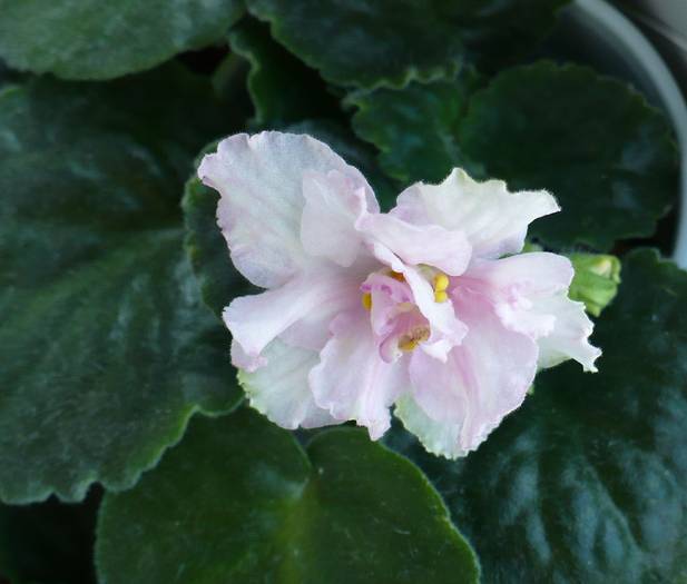 P1150288 - Saintpaulia - violete de camera