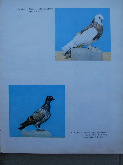 cresterea porumbeilor-peterfi 281 - Carti despre Porumbei - - Books about Pigeons