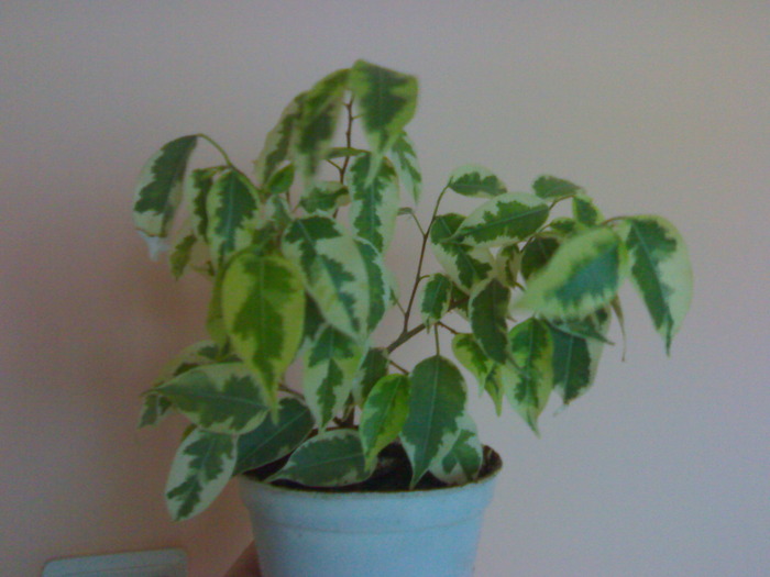 Ficus benjamina - Ficus benjamina 2009