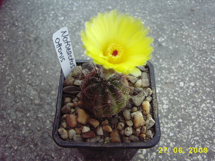 Notocactus ottonis - cactusi infloriti 2009