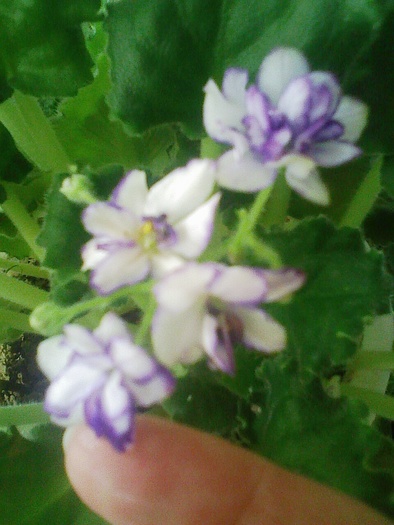 Image0005; violeta alb cu mov
