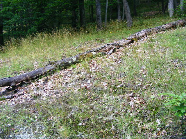 DSCF2567