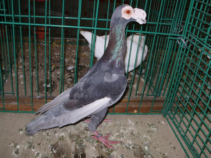 6569a c 1 - 1507 partea 1b