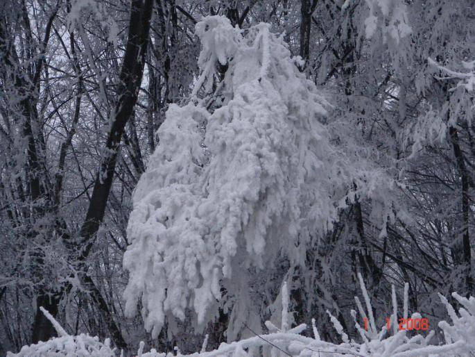 Iarna la Zalau - Natura