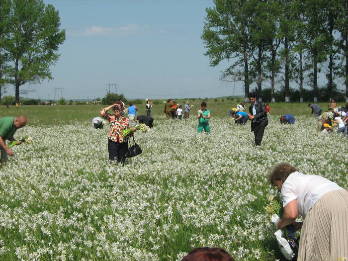 Poiana Narciselor 2009 015