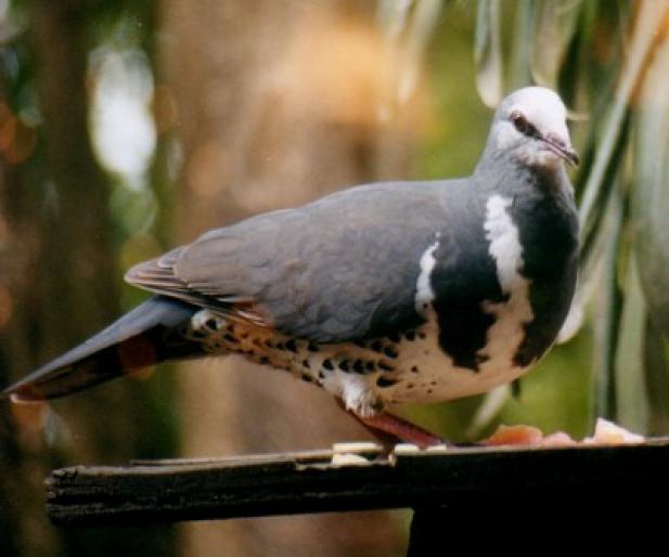 ScBrdPigeonWonga - Porumbei salbatici