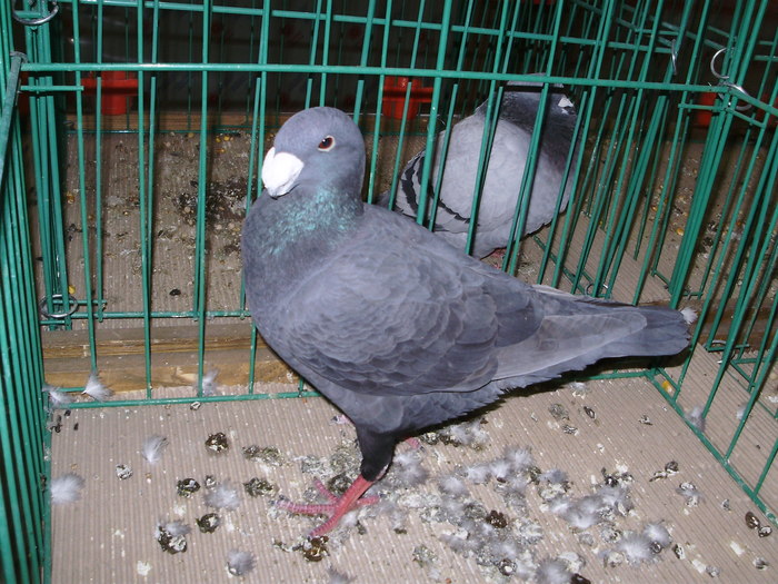 6363 gbh 1 - 1507 partea 1b