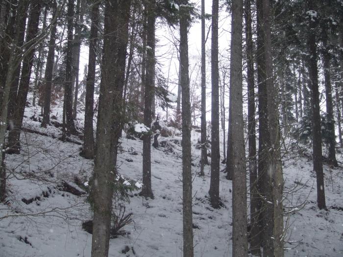 DSCF4624 - poiana zinelor