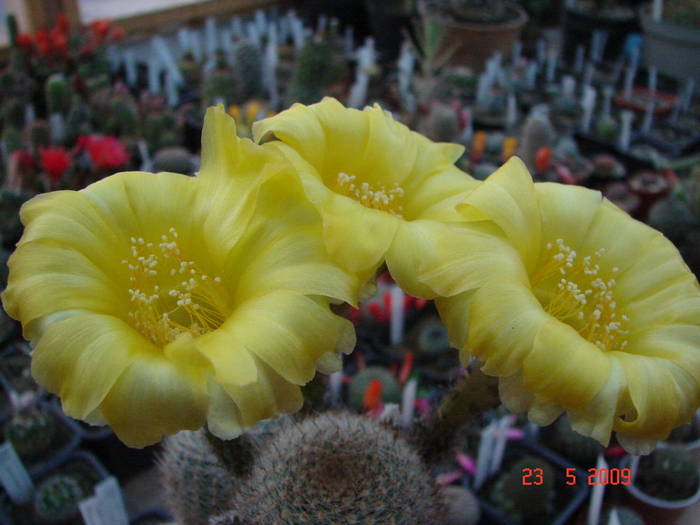 DSC05858